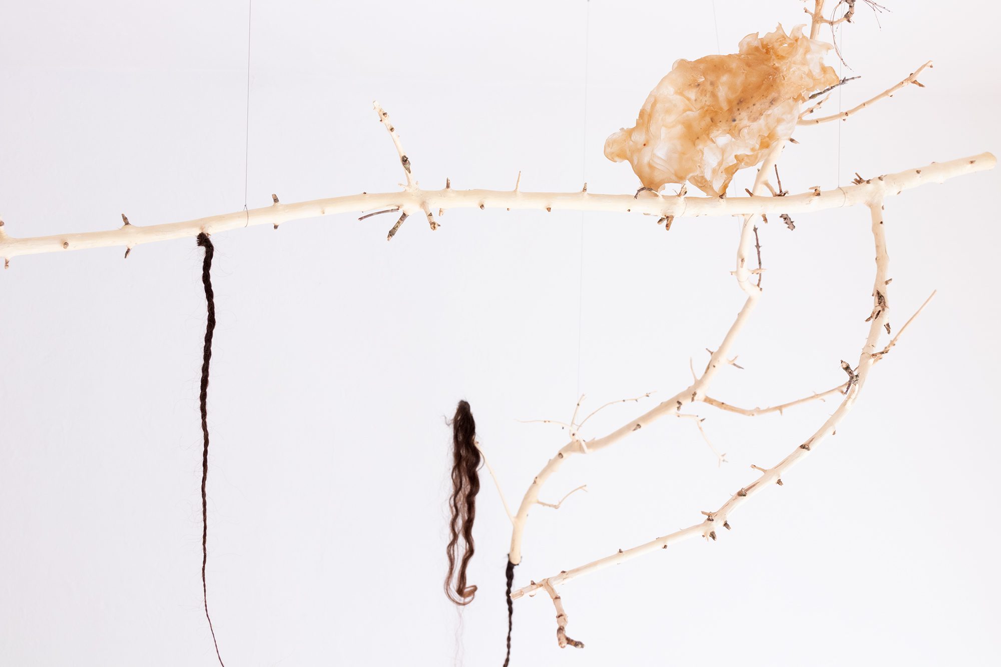 Scratching The Ground, 
fragment instalacji, drewno, ludzkie włosy, agar, 2024